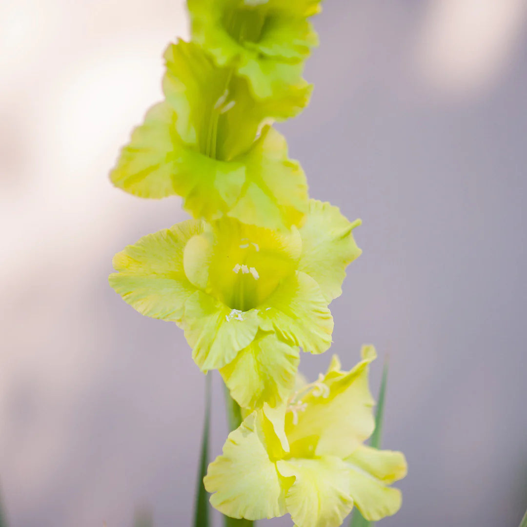 Gladiolus lysegrønne blomsterfrø til plantning - 100 stk