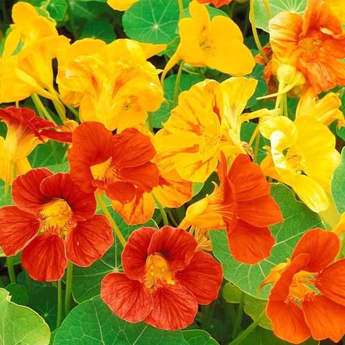 Mix Nasturtium Flower Seeds for Planting - 100 pcs