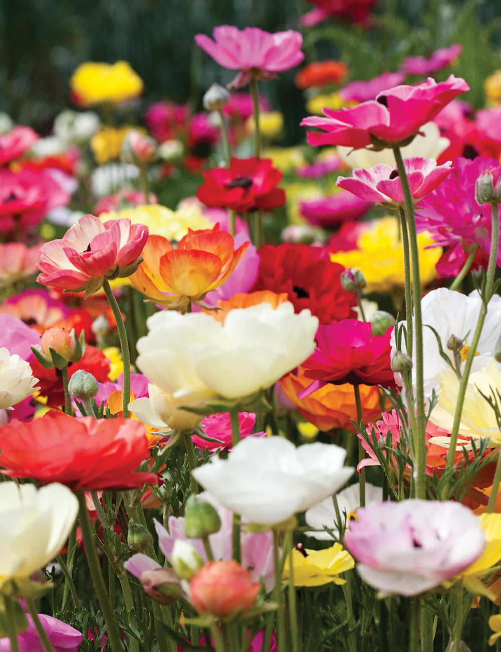 Ranunculus Blandede blomsterfrø til udplantning - 100 stk