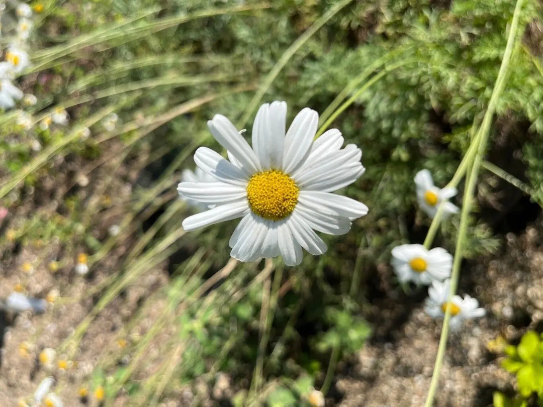 Heirloom White Cinerariifolium Flower Seeds, Non-GMO Natural Insect-Repellent Blooms for Garden Planting