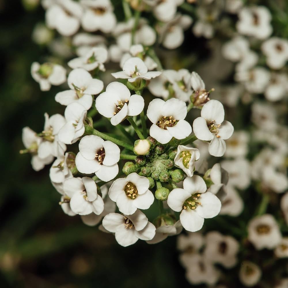 Heirloom Non-GMO Lobularia Flower Seeds for Fragrant Ground Cover and Cottage Garden Planting