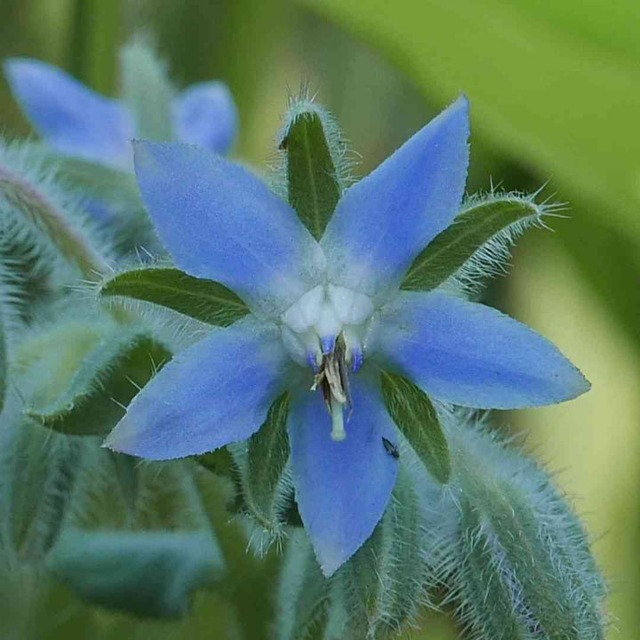 Mørkeblå Borage Blomsterfrø til udplantning, 100 stk