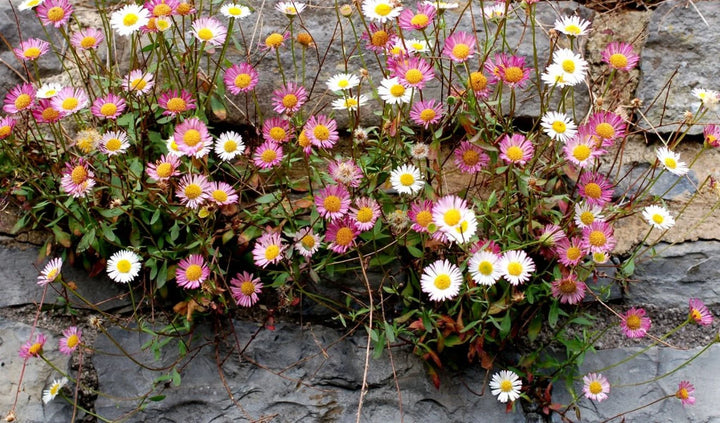 Blandede Erigeron blomsterfrø til udplantning, 100 stk