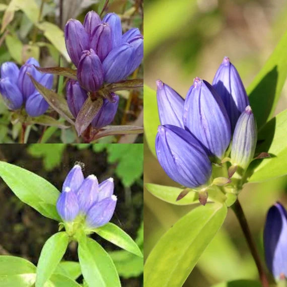 Ensian blomsterfrø til plantning - 100 stk