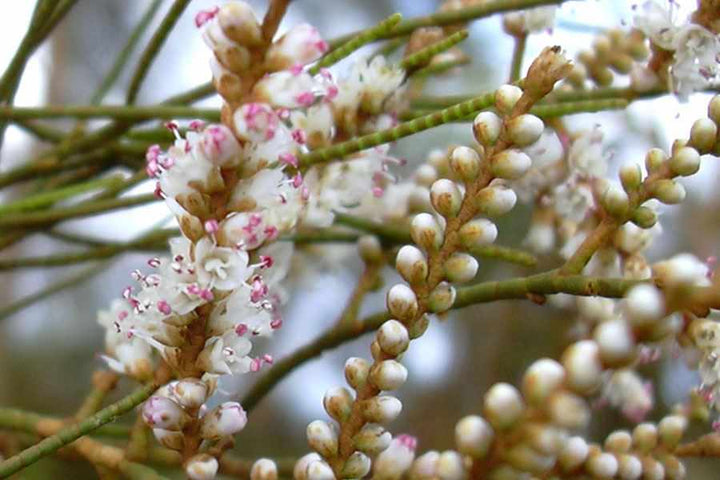 Tamarix Blomsterfrø til udplantning - 100 stk