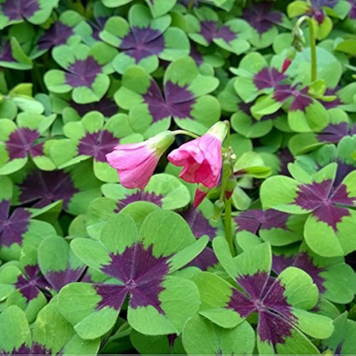Oxalis Iron Cross Plant Seeds – Heirloom, Non-GMO Seeds for Planting Unique Garden Foliage