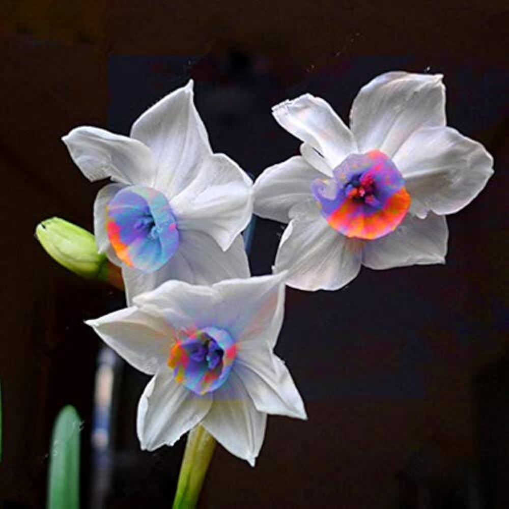 Blue White Daffodils Flower Seeds for Planting, 100 pcs