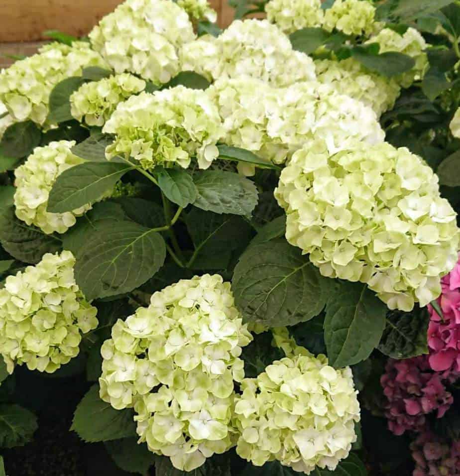 Heirloom Green White Hydrangea Flower Seeds, Non-GMO Unique Blooms for Planting