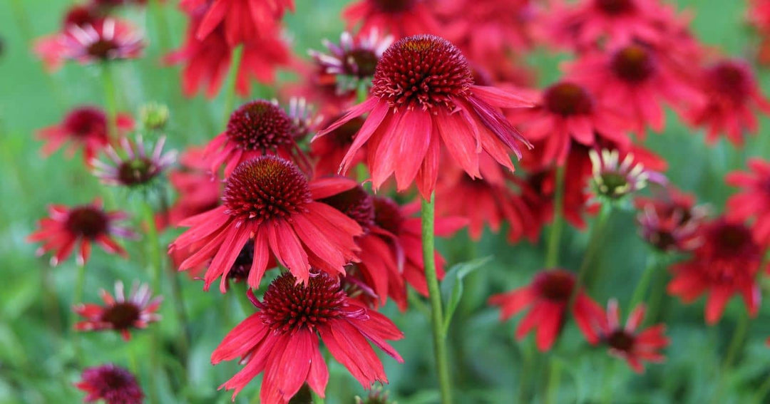 Heirloom Non-GMO Red Perennial Flower Seeds for Planting – Bold and Vibrant Garden Bloom Seeds