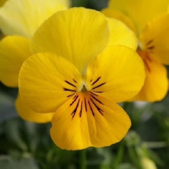 Velour Flower Seeds – Heirloom Non-GMO Richly Colored Blooms for Elegant Garden Planting