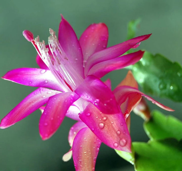 Purple Zygocactus Truncatus Flower Seeds for Planting - 100 pcs