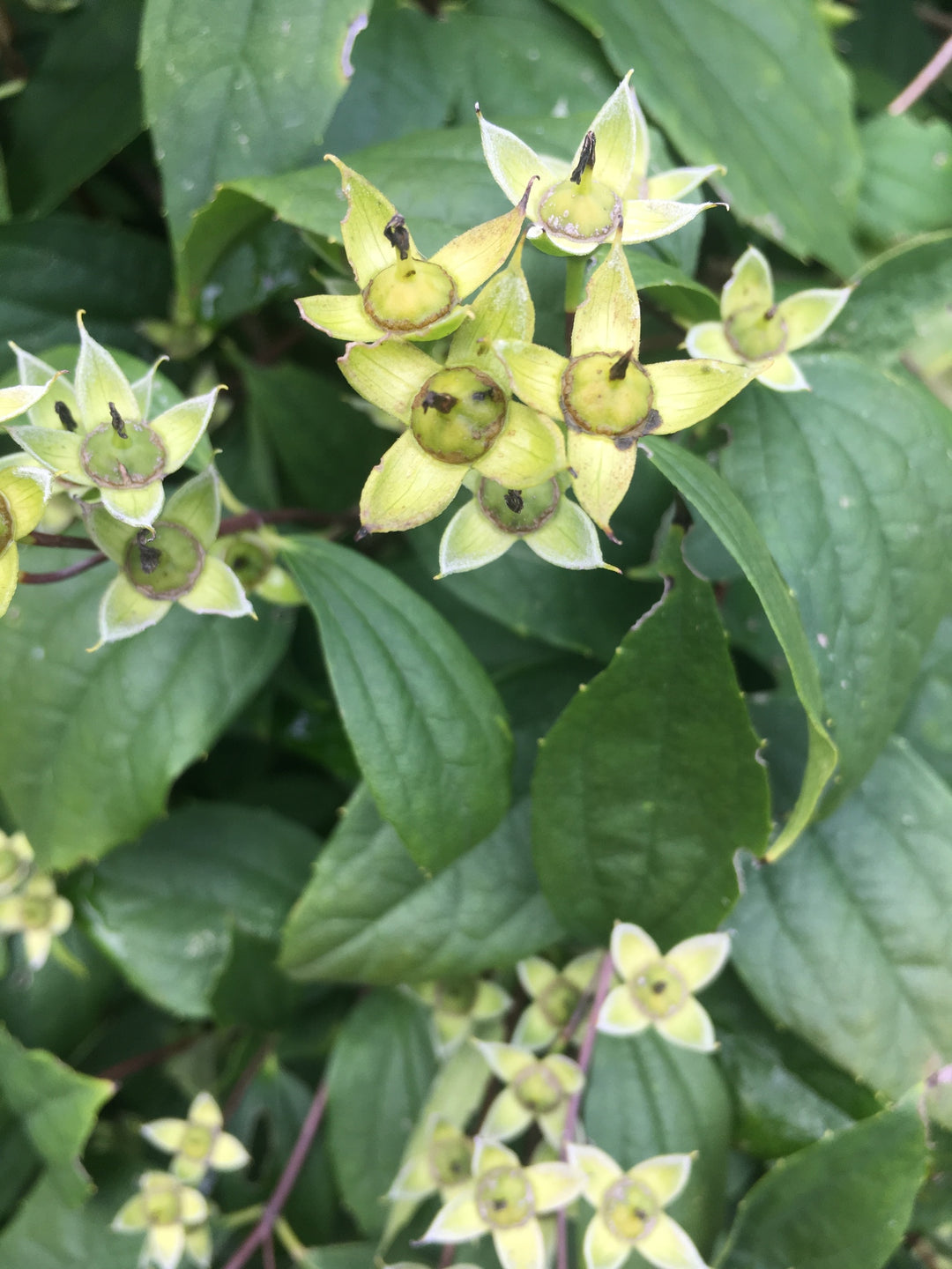 Philadelphus Coronarius frø til udplantning - 100 stk