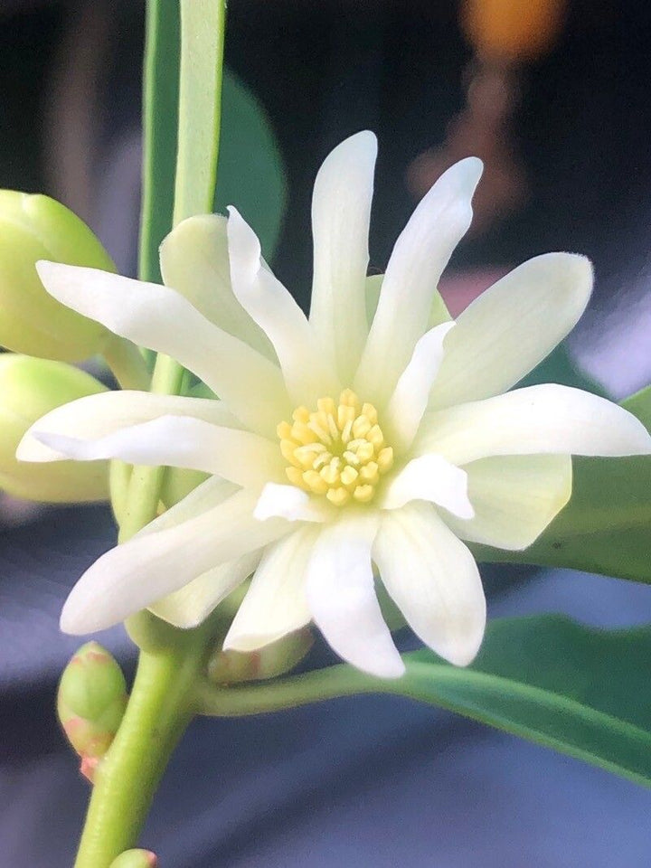 Heirloom Non-GMO Illicium Verum Plant Seeds – Star Anise Spice Seeds for Garden Planting