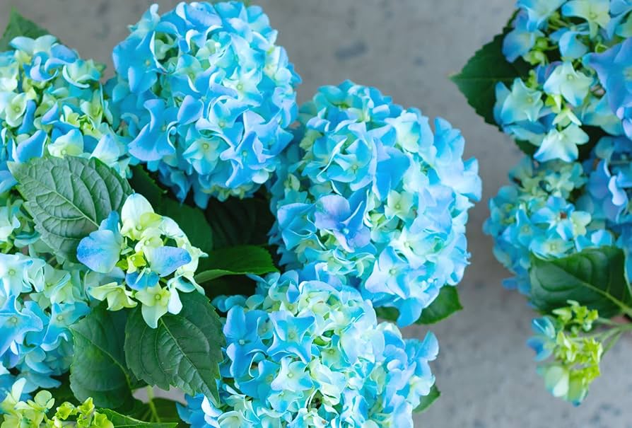 Sea Blue Hydrangea Flower Seeds for Planting - 100 pcs