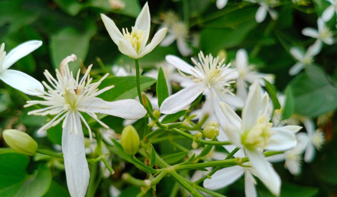 Nocturnum blomsterfrø til plantning - 100 stk