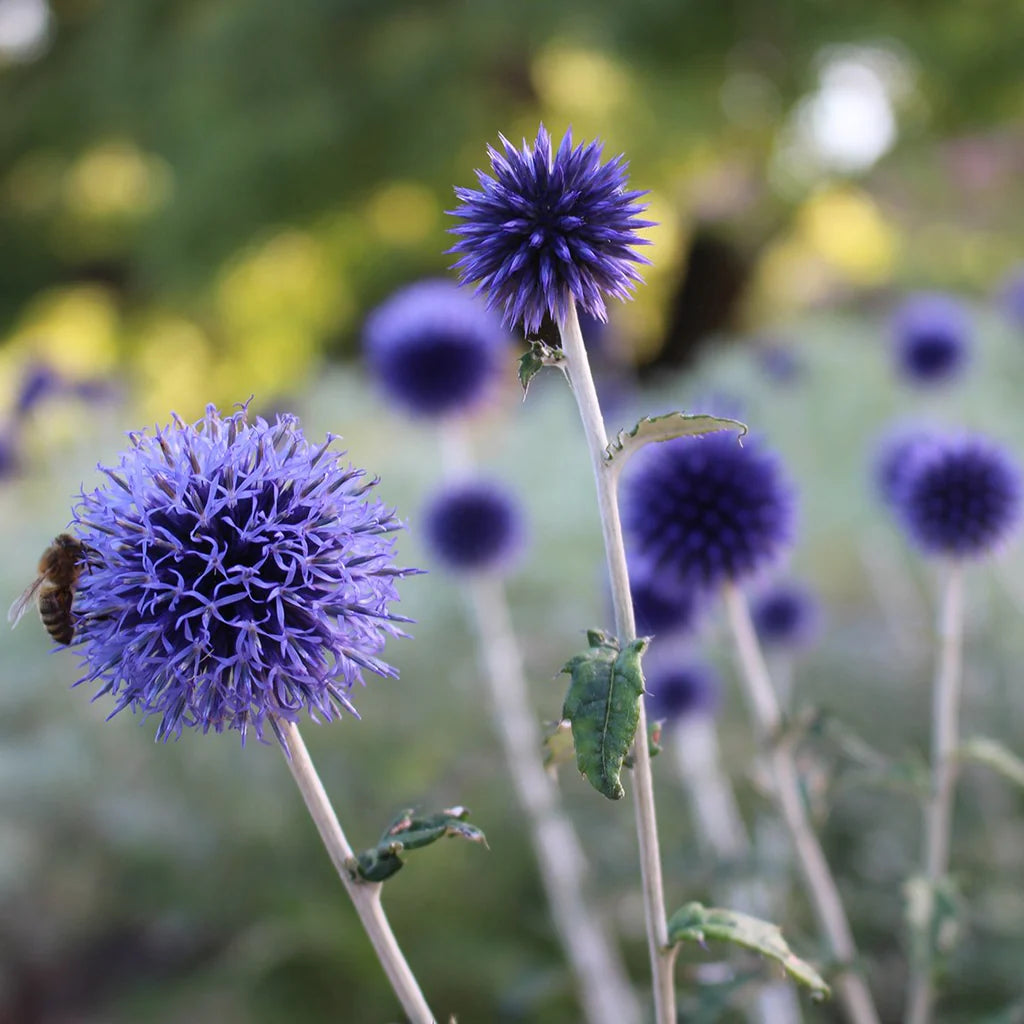Echinops Ritro Flower Seeds – Heirloom, Non-GMO, Globe Thistle Blooms for Drought-Resistant Garden Planting