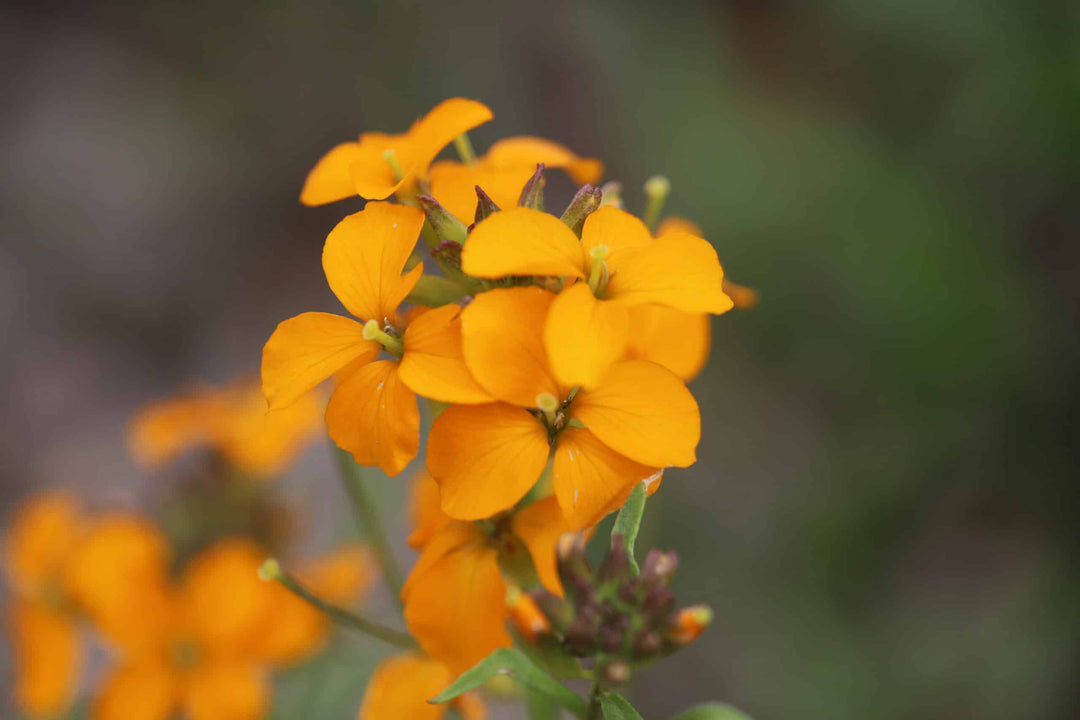 Orange Erysimum Aliionii Blomsterfrø til udplantning, 100 stk