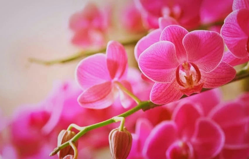 Baby Pink Orchid Seeds for Planting - 100 pcs