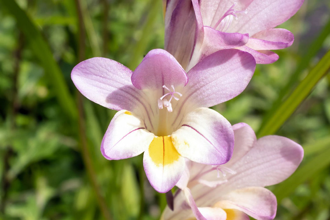 Baby Pink Freesia Flower Seeds for Planting - 100 pcs