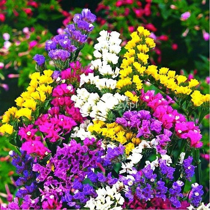 Lavender Flower Seeds Mixed Colors for Planting 100 pcs