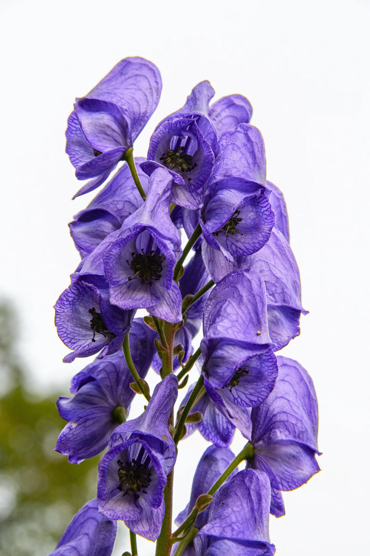 Blå Aconitum Napellus plantefrø til udplantning - 100 stk