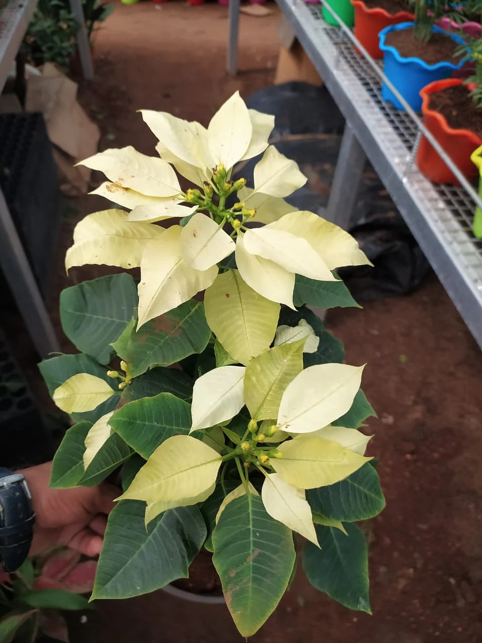 Light Yellow Poinsettia Plant Seeds for Planting - 100 pcs