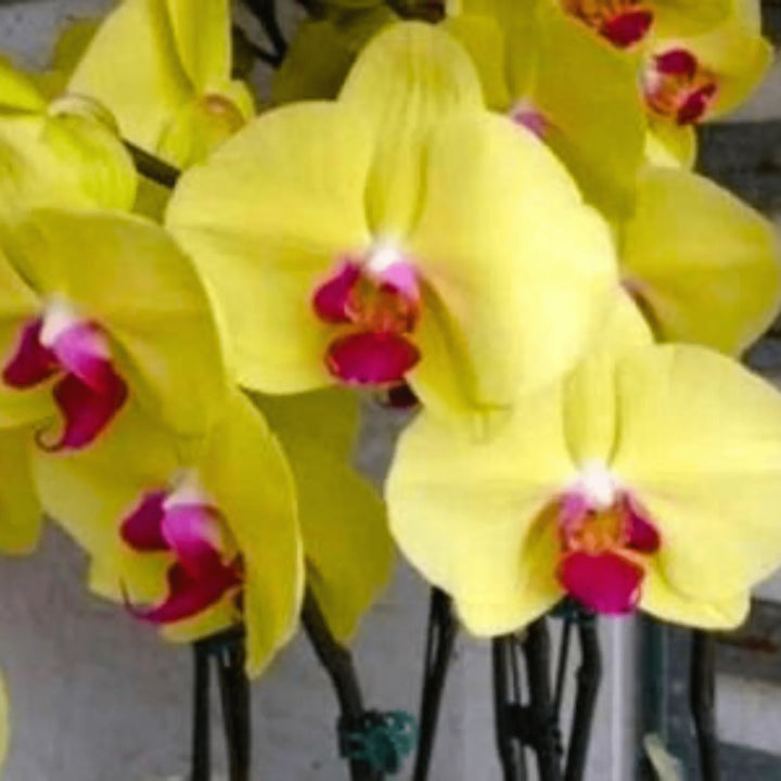 Phalaenopsis Orchid Plant Seeds Yellow for Planting 100 pcs