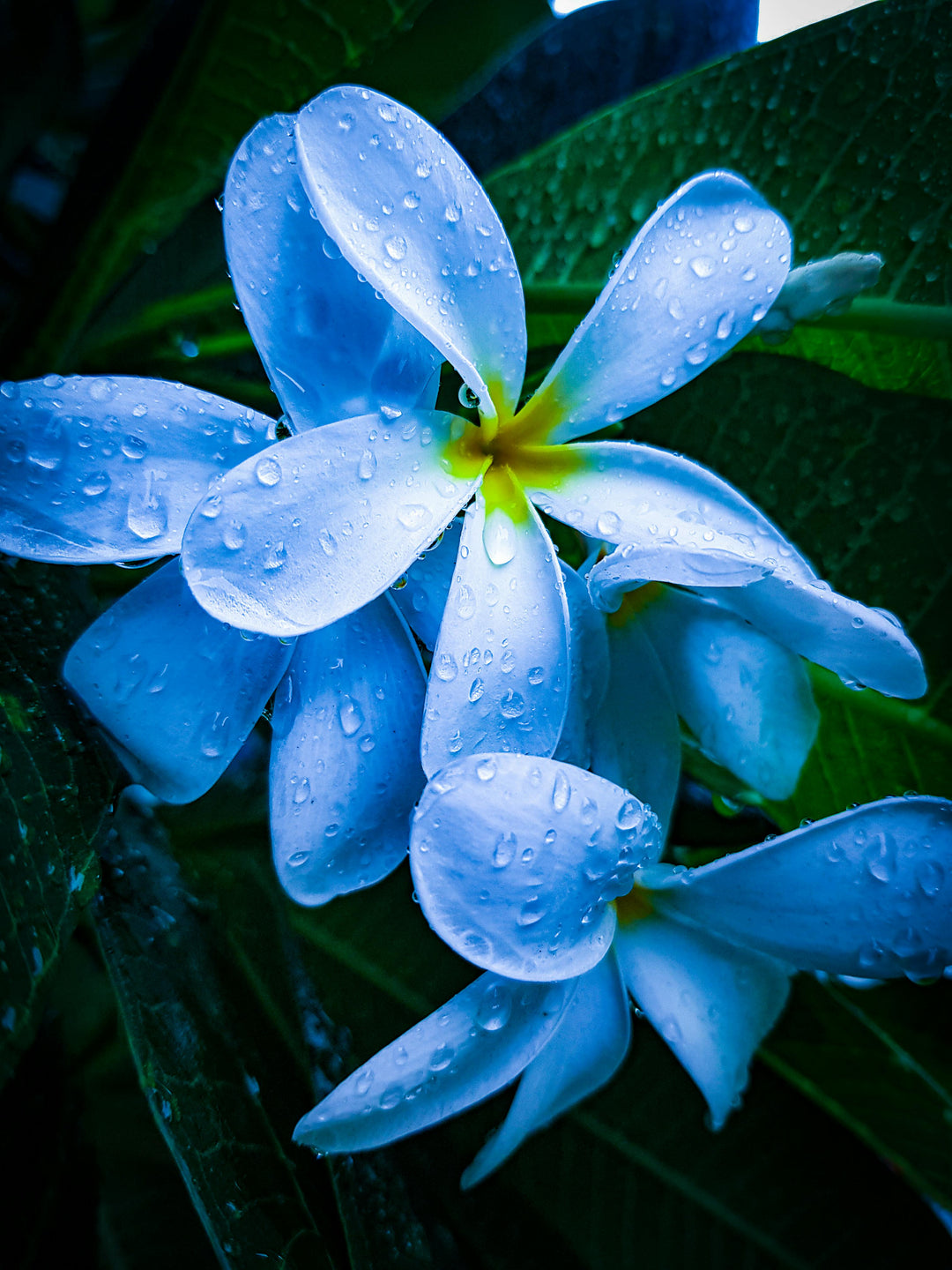 Sky Blue Frangipani Flower Seeds – Heirloom Non-GMO Plumeria Seeds for Unique Tropical Gardens