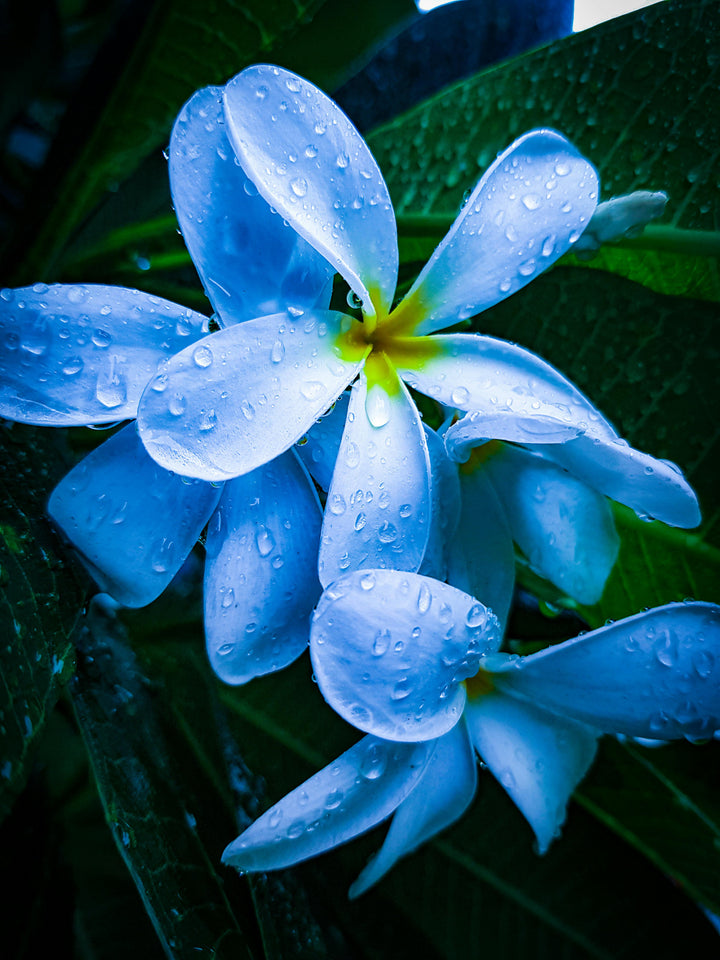 Sky Blue Frangipani Flower Seeds – Heirloom Non-GMO Plumeria Seeds for Unique Tropical Gardens
