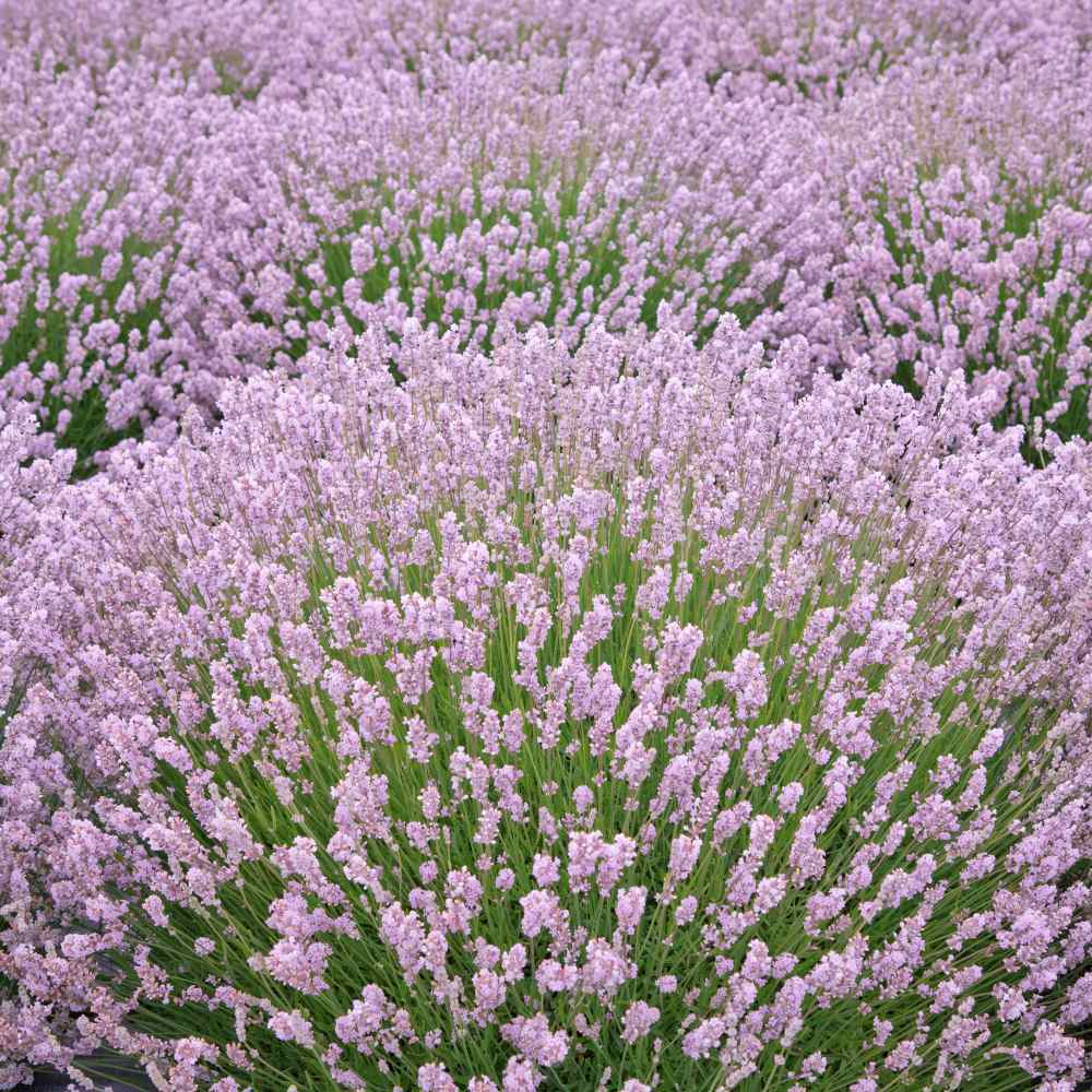 Pink Lavendel Merian Blomsterfrø til udplantning - 100 stk