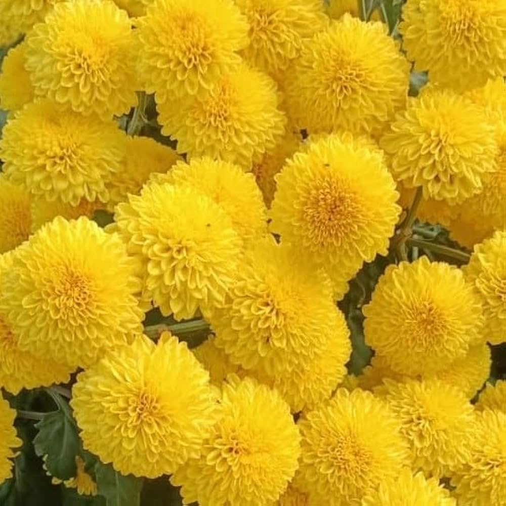 Yellow Chrysanthemum Flower Seeds for Planting Fall Blooms 100 pcs