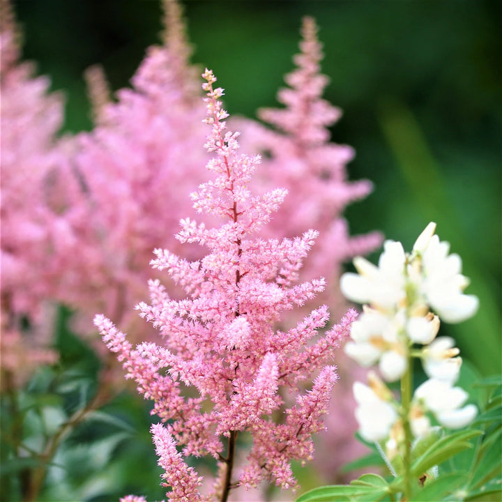 Pink Astilbe frø til plantning - 100 stk