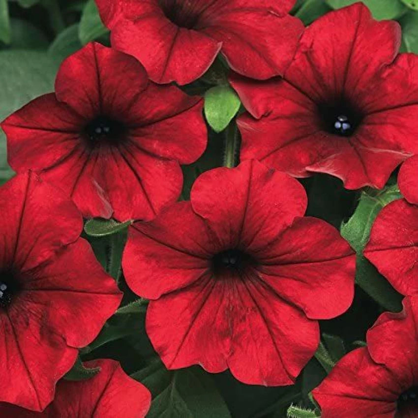 Red Velour Flower Seeds for Planting - 100 pcs