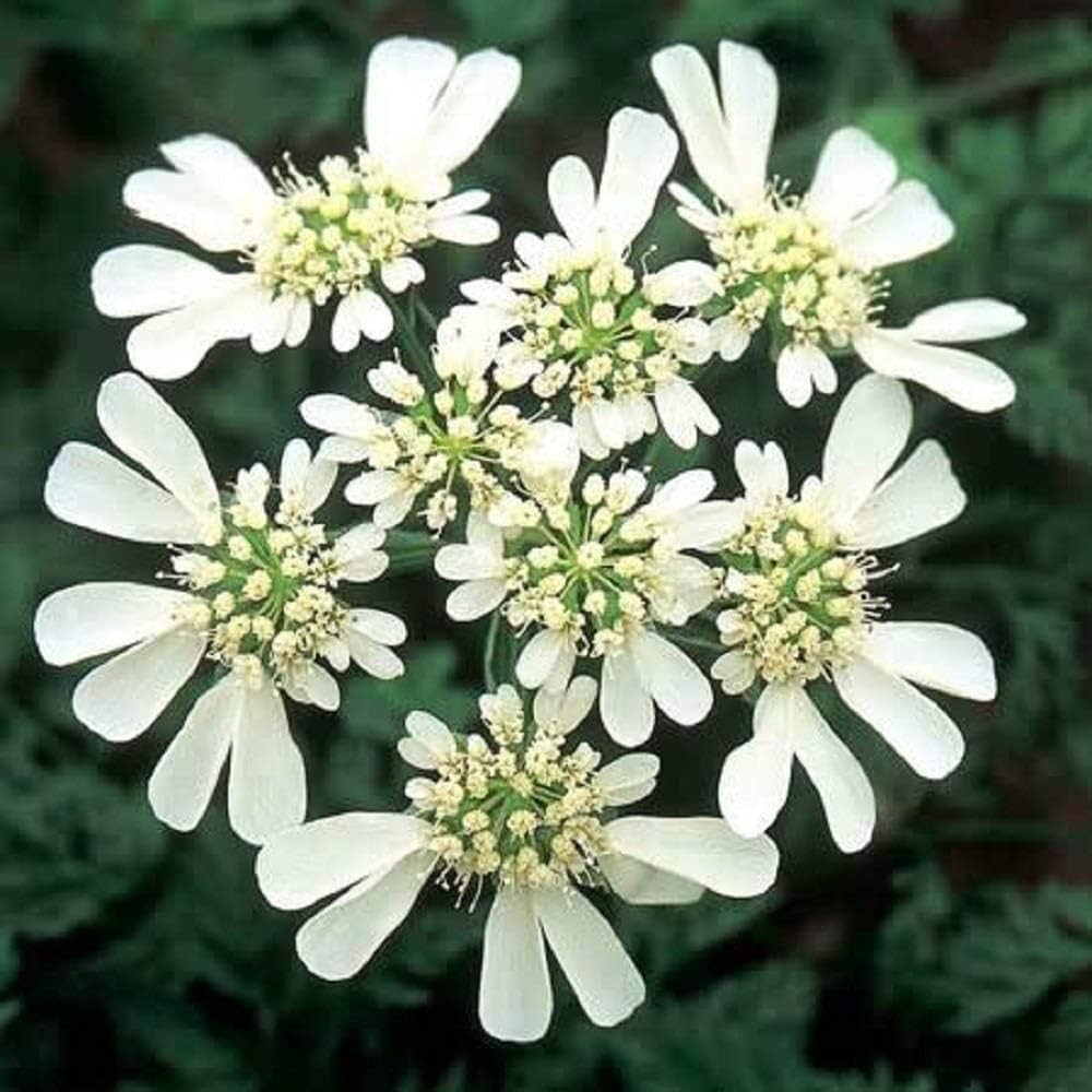 Organic White Orlaya Flower Seeds for Planting – Heirloom, Non-GMO