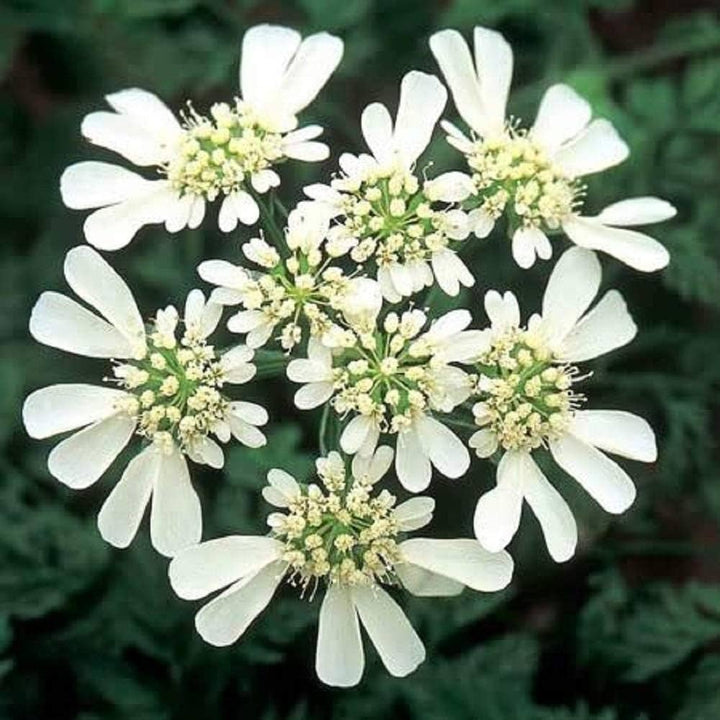Organic White Orlaya Flower Seeds for Planting – Heirloom, Non-GMO