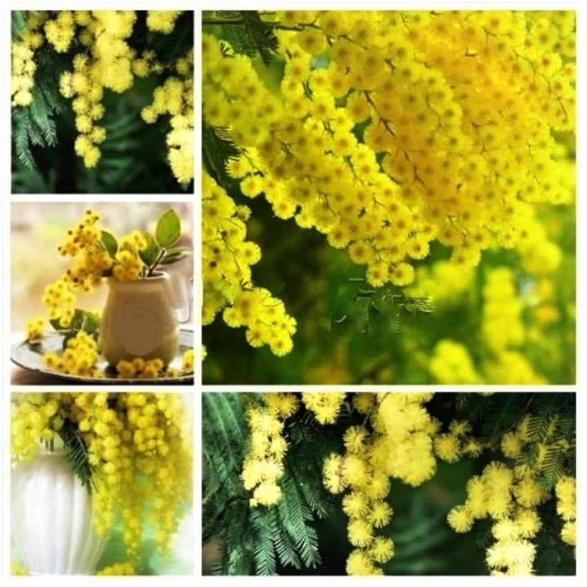 Acacia Baileyana Flower Seeds for Planting - 100 pcs