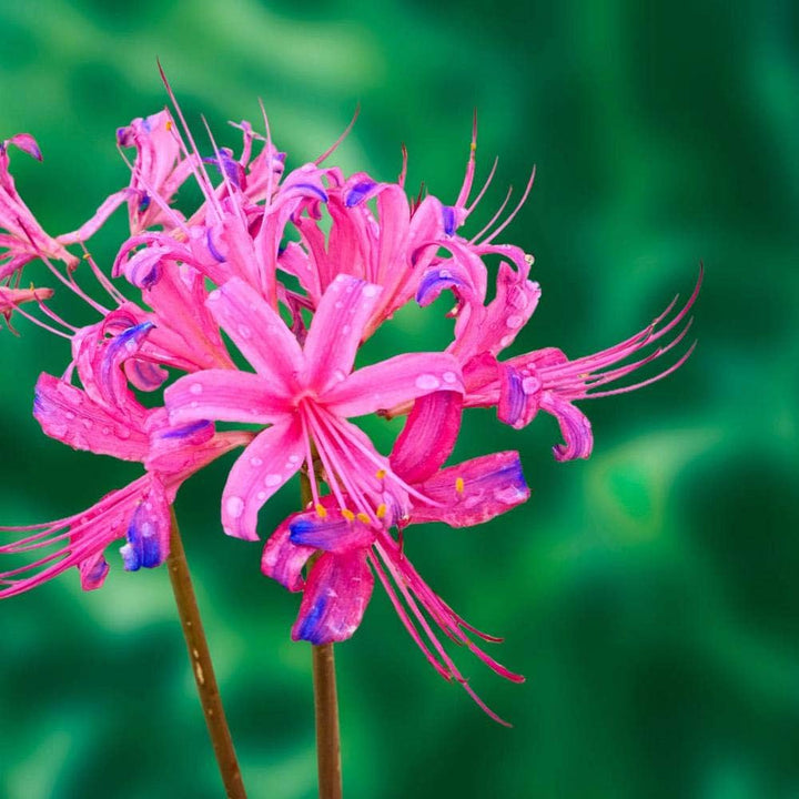 Lycoris Flower Seeds for Planting 100 pcs