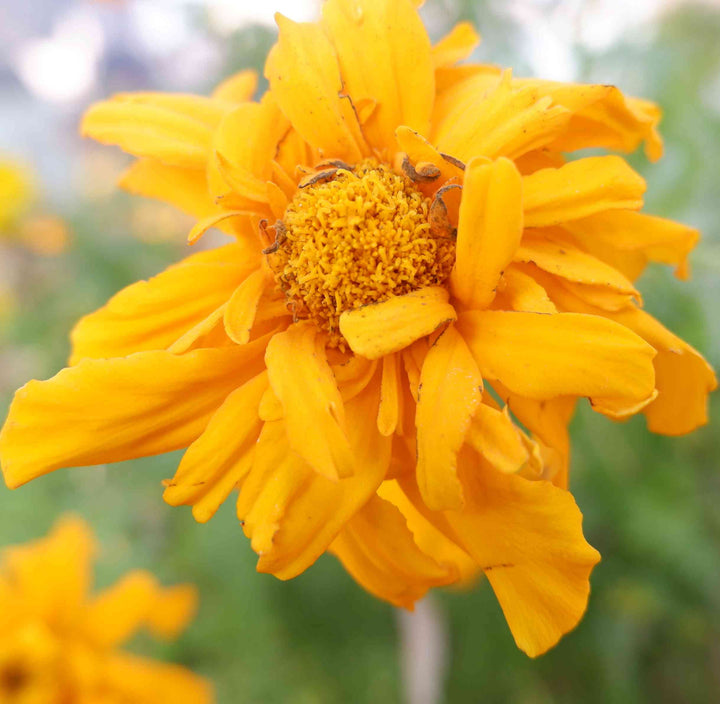 Yellow Marigold Tangerine Flower Seeds for Planting - 100 pcs