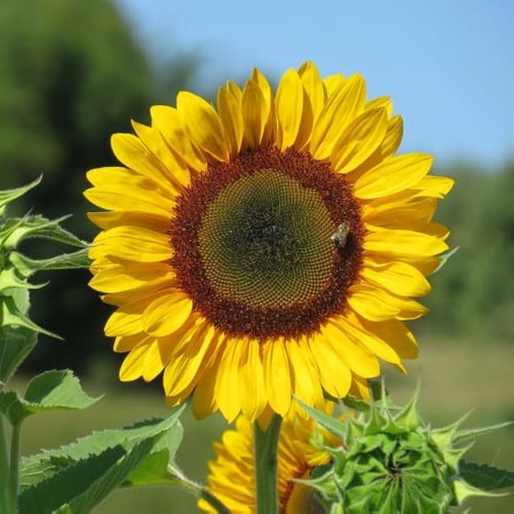 Yellow Sunflower Flower Seeds for Planting Giant Blooms 100 pcs