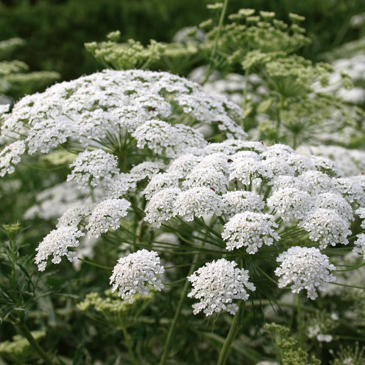 White Bishops Flower Seeds for Planting, 100 pcs