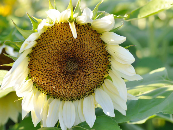 White Sunflower Flower Seeds for Planting 100 pcs