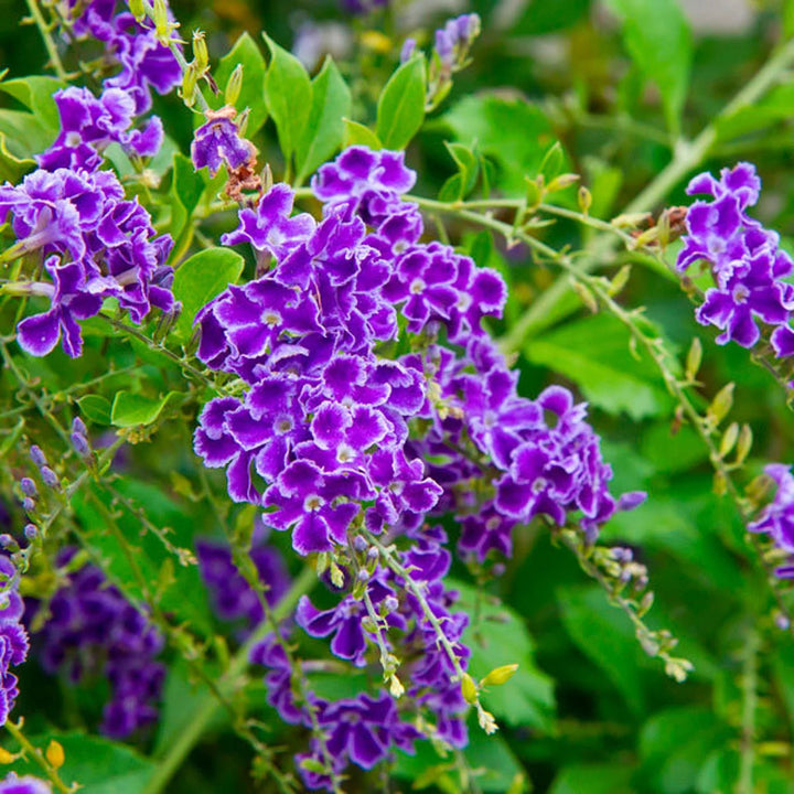 Heirloom Non-GMO Duranta Repens Flower Seeds - Beauty Blooms for Garden Planting