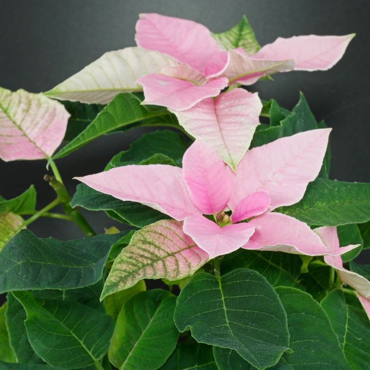 Light Pink Euphorbia Pulcherrima Flower Seeds for Planting - 100 pcs