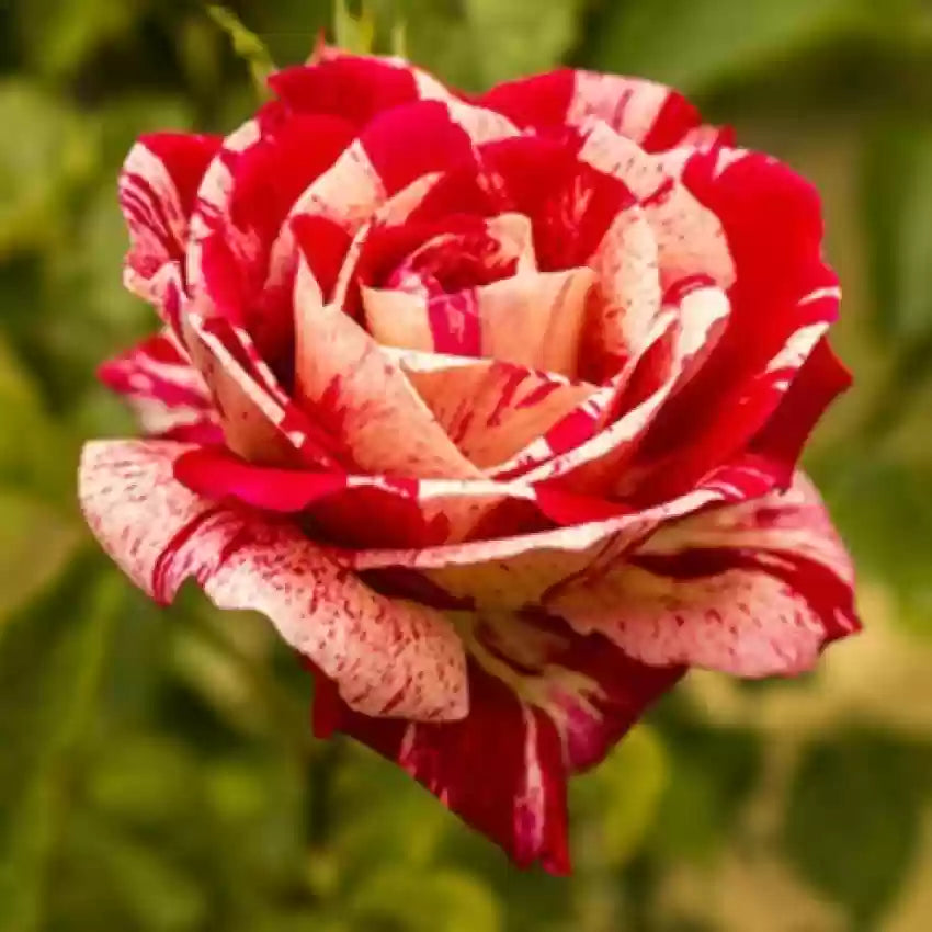 Cream Red Spirit Rose Seeds for Planting, 100 pcs