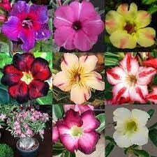 Adenium Flower Seeds for Planting - 100 pcs