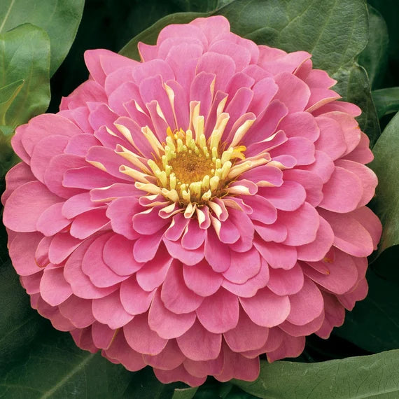 Pastel Mix Zinnia Blomsterfrø til udplantning-100 stk