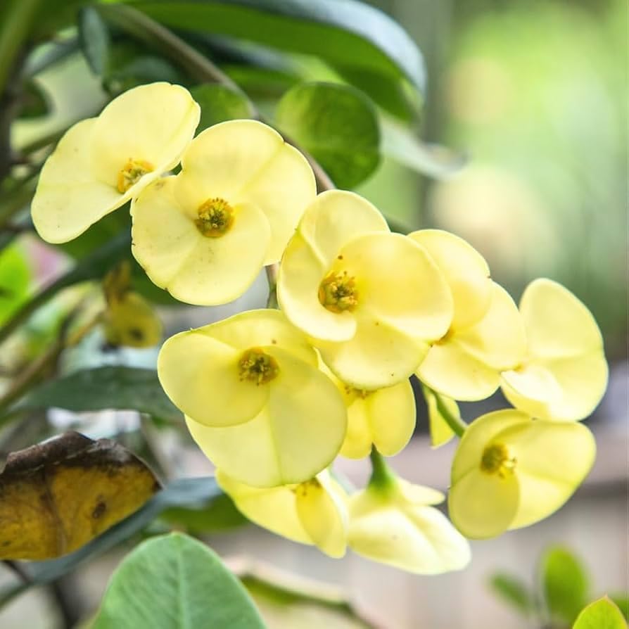 Gule Euphorbia blomsterfrø til udplantning, 100 stk