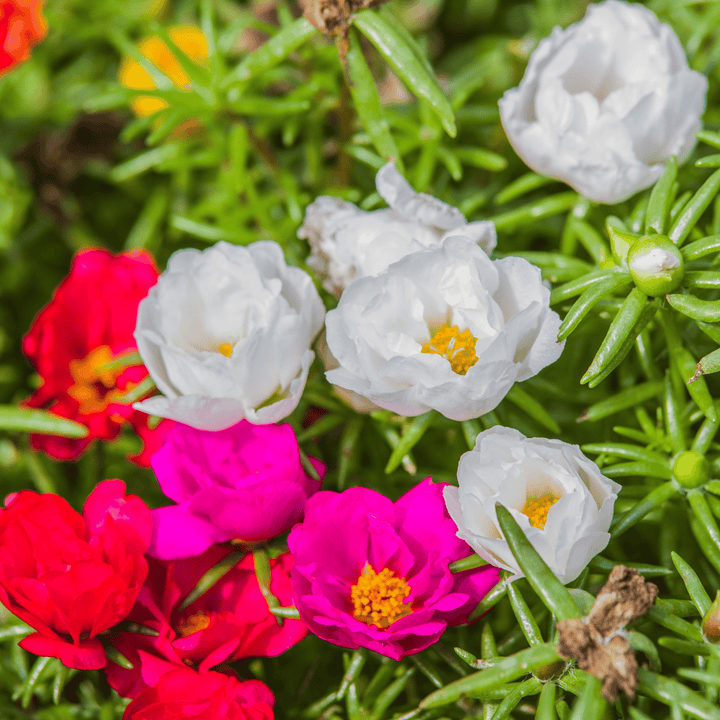 White Pink Moss Rose Flower Seeds for Planting - 100 pcs