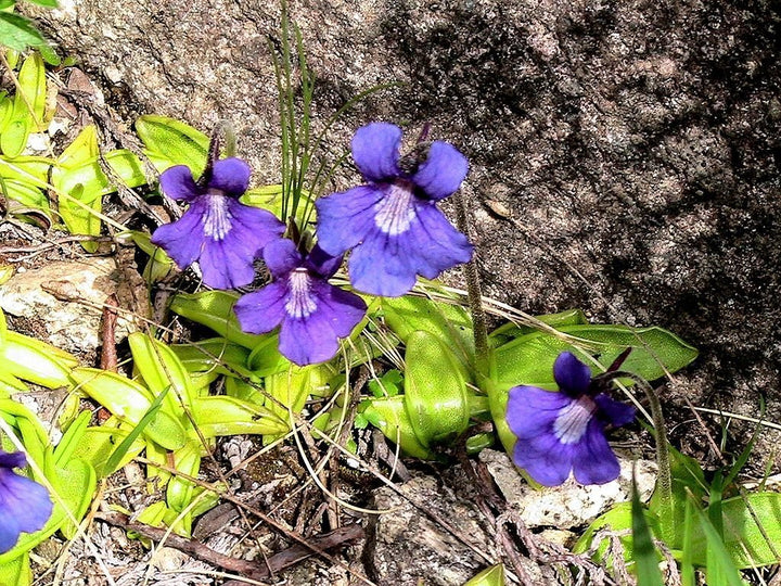 Heirloom Non-GMO Blue Butterwort Flower Seeds for Garden Planting – Carnivorous Blooms Variety
