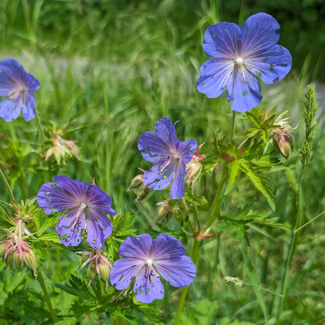 geranium plant seeds Heirloom Non-GMO Geranium Pratense Flower Seeds for Planting – Classic Garden Blooms